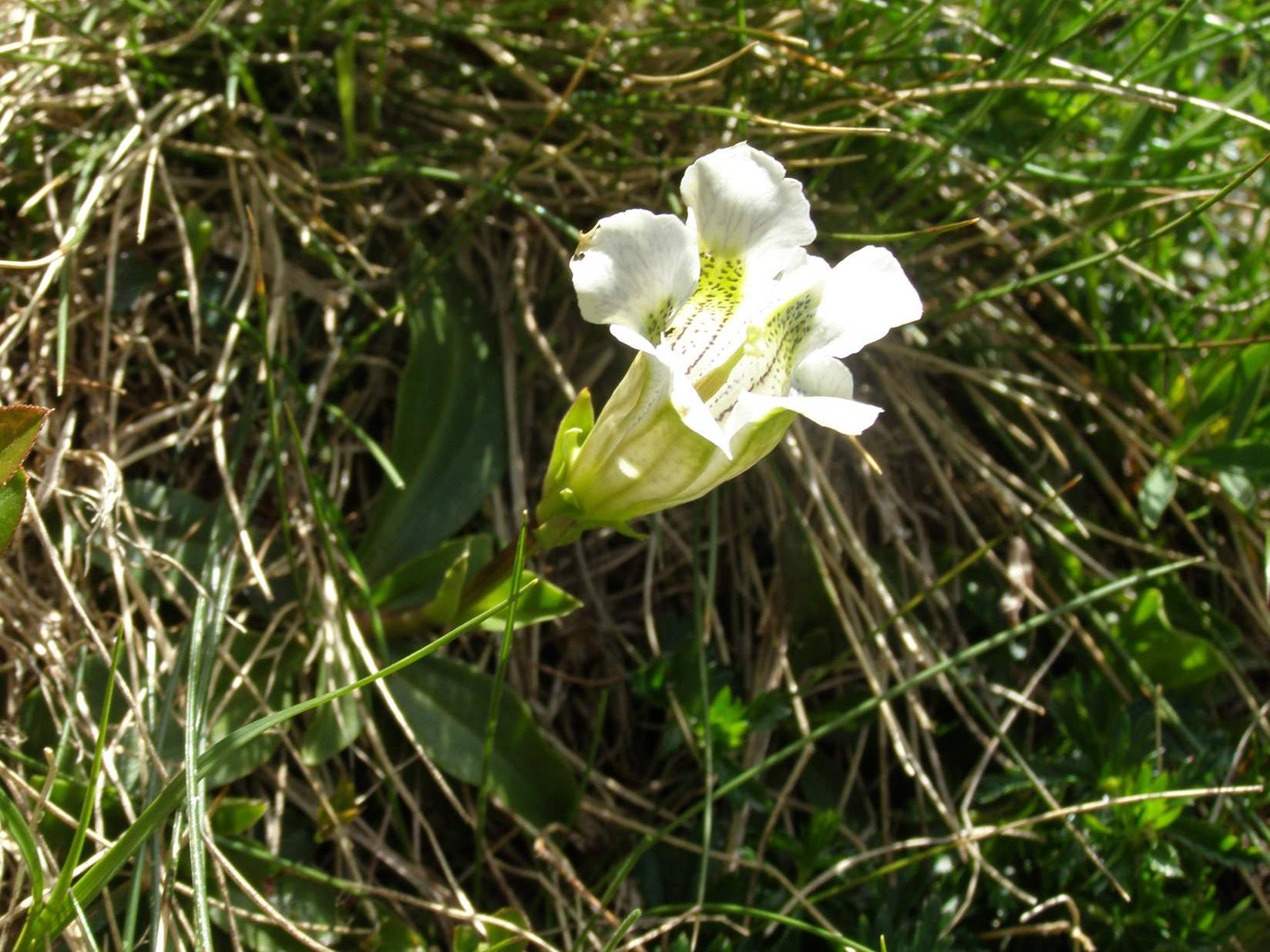 Variazioni cromatiche in Gentiana acaulis (=kochiana)